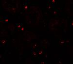 ZFX Antibody in Immunohistochemistry (IHC)