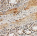 CCP110 Antibody in Immunohistochemistry (IHC)