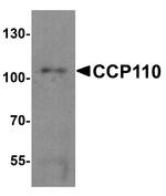 CCP110 Antibody in Western Blot (WB)