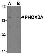 PHOX2A Antibody in Western Blot (WB)