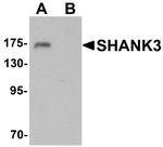 SHANK3 Antibody in Western Blot (WB)