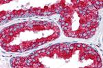 EMX2 Antibody in Immunohistochemistry (IHC)