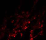 NDFIP1 Antibody in Immunohistochemistry (IHC)