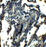 NDFIP1 Antibody in Immunohistochemistry (IHC)