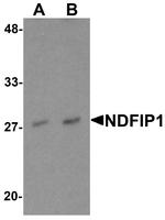 NDFIP1 Antibody in Western Blot (WB)