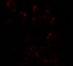 DLK1 Antibody in Immunocytochemistry (ICC/IF)