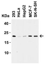 Claudin 4 Antibody in Western Blot (WB)