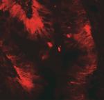 Claudin 4 Antibody in Western Blot (WB)