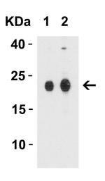 Claudin 4 Antibody in Western Blot (WB)