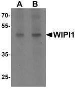 WIPI1 Antibody in Western Blot (WB)