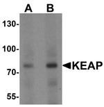 KEAP1 Antibody in Western Blot (WB)