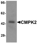 CMPK2 Antibody in Western Blot (WB)