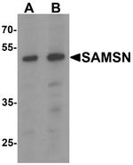 SAMSN1 Antibody in Western Blot (WB)