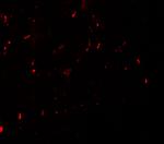 MYT1L Antibody in Immunocytochemistry (ICC/IF)