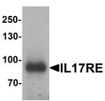 IL17RE Antibody in Western Blot (WB)