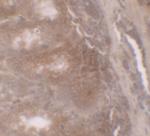 GILZ Antibody in Immunohistochemistry (IHC)