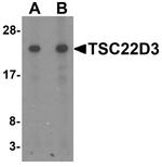 GILZ Antibody in Western Blot (WB)