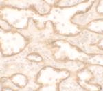 PTRF Antibody in Immunohistochemistry (IHC)