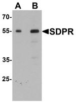 PTRF Antibody in Western Blot (WB)