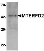 MTERFD2 Antibody in Western Blot (WB)