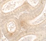 MTERFD3 Antibody in Immunohistochemistry (IHC)