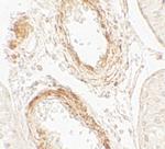 GOLGA5 Antibody in Immunohistochemistry (IHC)