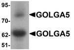 GOLGA5 Antibody in Western Blot (WB)