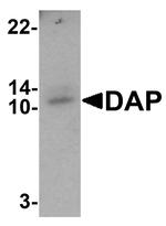 DAP Antibody in Western Blot (WB)