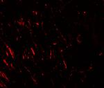 PRAS40 Antibody in Immunohistochemistry (IHC)