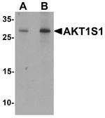 PRAS40 Antibody in Western Blot (WB)