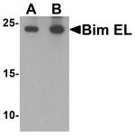 Bim Antibody in Western Blot (WB)