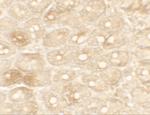 TFPI Antibody in Immunohistochemistry (IHC)