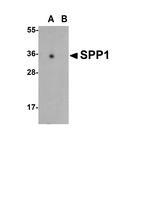 Osteopontin Antibody in Western Blot (WB)