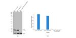 IFITM3 Antibody in Western Blot (WB)