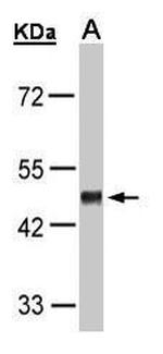 GPR37L1 Antibody in Western Blot (WB)