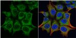 TRIM23 Antibody in Immunocytochemistry (ICC/IF)