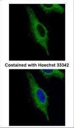 TRIM23 Antibody in Immunocytochemistry (ICC/IF)