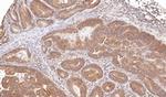 TRIM23 Antibody in Immunohistochemistry (Paraffin) (IHC (P))