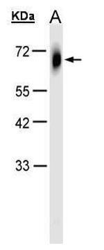 TRIM23 Antibody in Western Blot (WB)