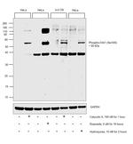 Phospho-CHK1 (Ser345) Antibody in Western Blot (WB)