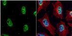 Chk1 Antibody in Immunocytochemistry (ICC/IF)