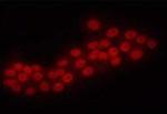 ERG Antibody in Immunocytochemistry (ICC/IF)