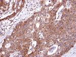 Endothelin B Receptor Antibody in Immunohistochemistry (Paraffin) (IHC (P))