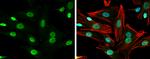 NRG1 Antibody in Immunocytochemistry (ICC/IF)