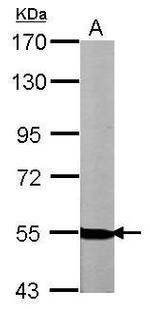 NRG1 Antibody in Western Blot (WB)