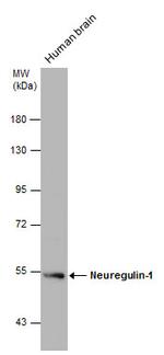 NRG1 Antibody in Western Blot (WB)