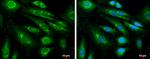 Amyloid Precursor Protein Antibody in Immunocytochemistry (ICC/IF)