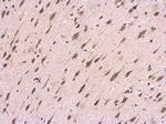 Amyloid Precursor Protein Antibody in Immunohistochemistry (Paraffin) (IHC (P))