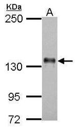 Axl Antibody in Western Blot (WB)