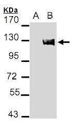 Axl Antibody in Western Blot (WB)